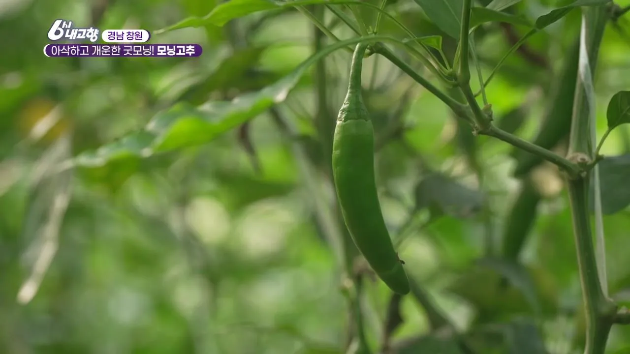 6시내고향 창원 모닝고추