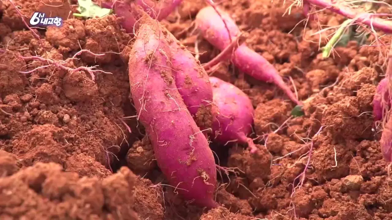 6시내고향 홍보장사 무안 고구마