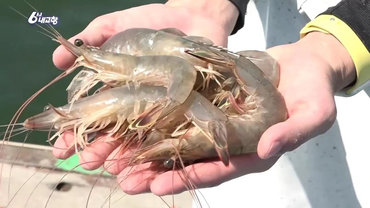 6시내고향 홍성 대하