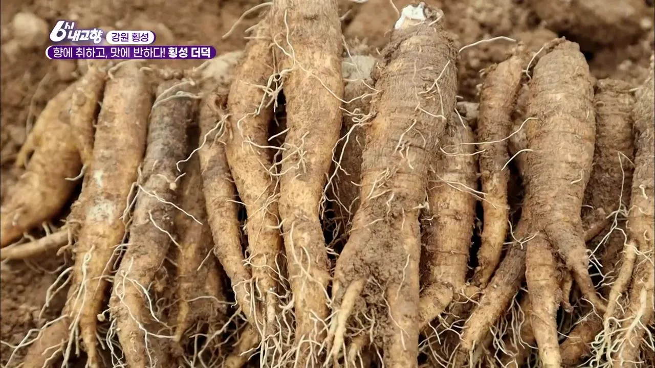 6시내고향 횡성 더덕