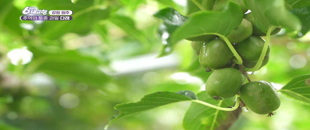 6시내고향 토종 다래
