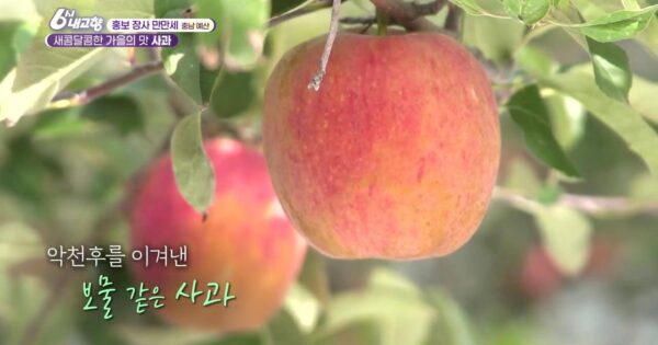 6시내고향 고흥 석류, 홍보장사가 소개하는 달콤한 맛과 건강의 비결 4 6시내고향 홍보장사 예산 사과