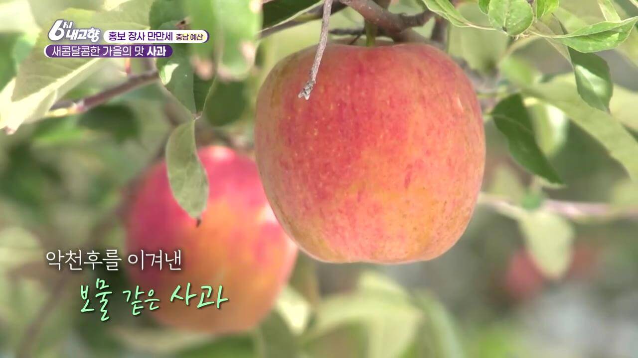 6시내고향 홍보장사 예산 사과