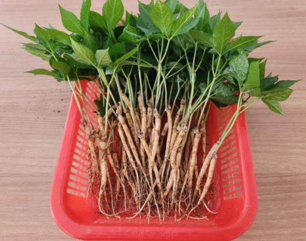 6시내고향 고령 새싹삼