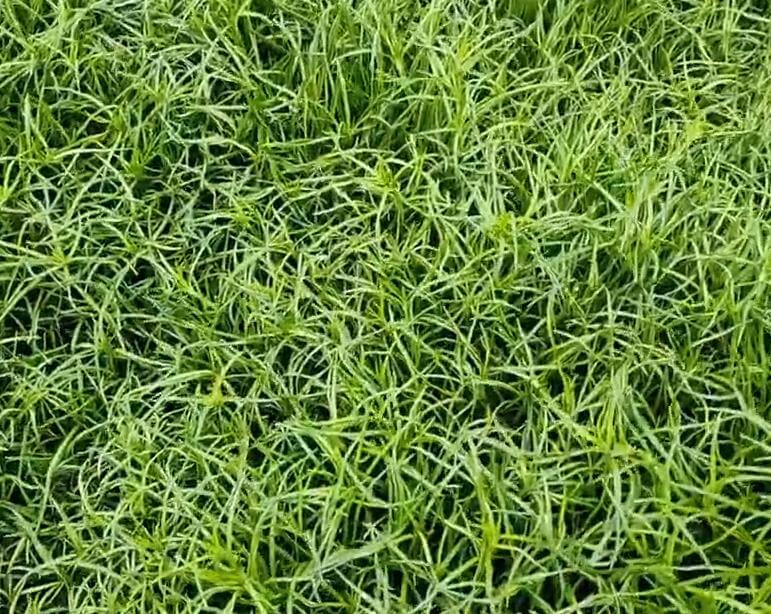 6시내고향 홍보장사 만만세 무안 세발나물