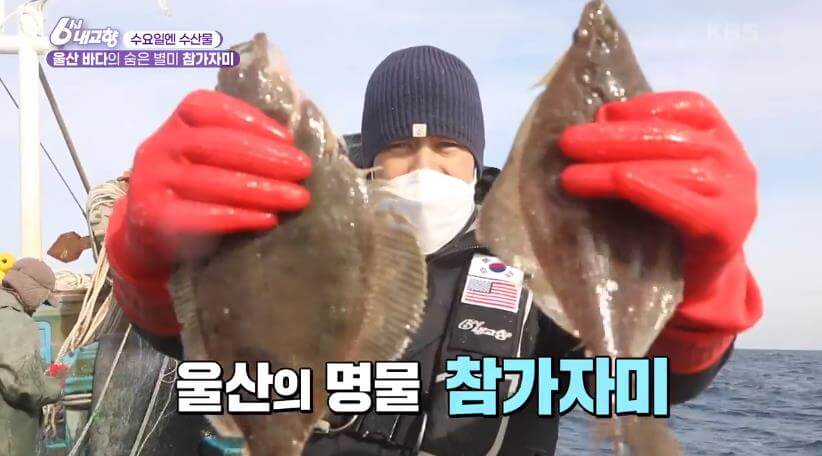 6시내고향 수요일엔 수산물 울산 참가자미