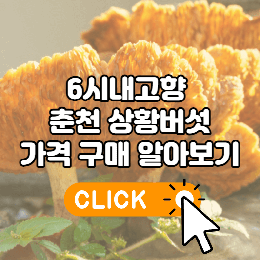 6시내고향 춘천 상황버섯
