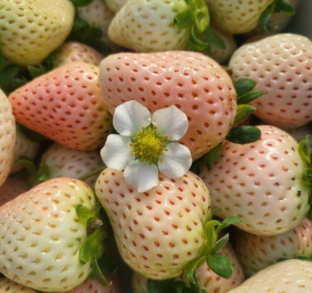 6시내고향 통영 흰딸기