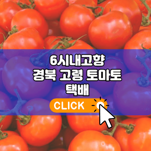 6시내고향 고령 토마토