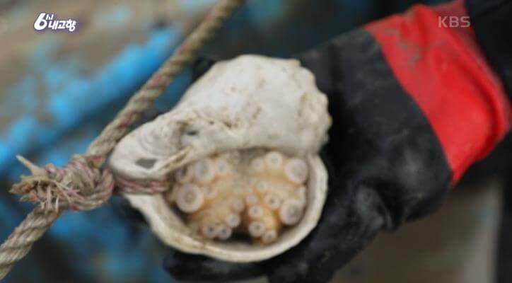 6시내고향 보령 쭈꾸미