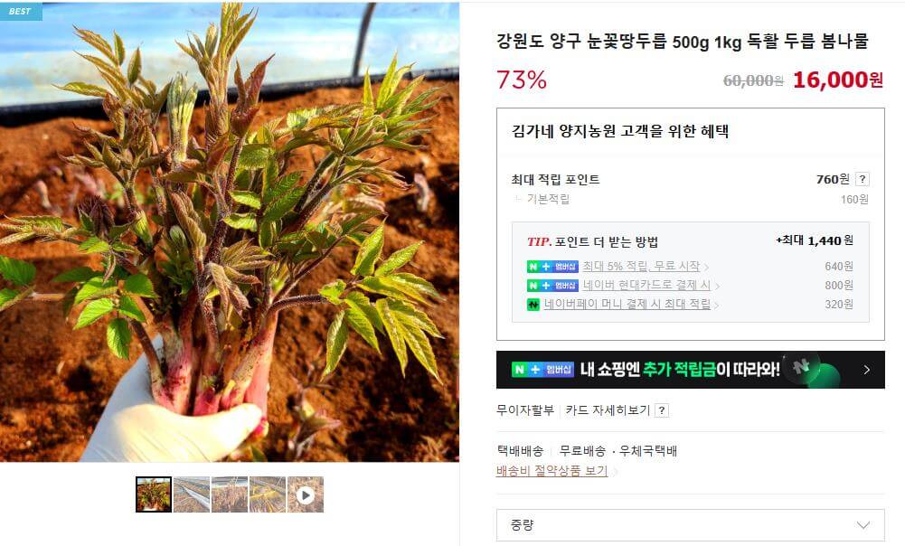 6시내고향 양구 눈꽃 땅두릅 주문