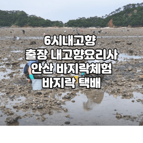 6시내고향 출장 내고향요리사 안산 바지락체험 바지락 택배