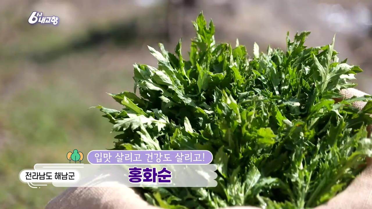 6시내고향 해남 홍화순