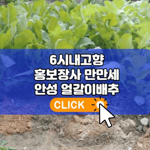 6시내고향 홍보장사 안성 얼갈이배추