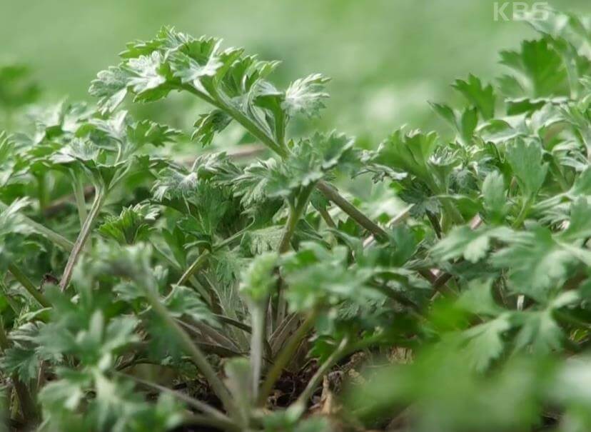 6시내고향 홍보장사 함평 쑥
