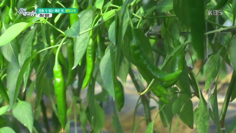 6시내고향 밀양 청양고추