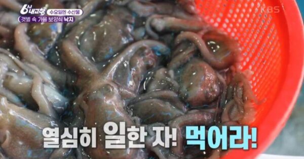 6시내고향 출잘 내고향요리사 무안 낙지