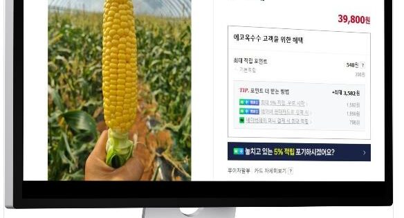 6시내고향 강원도 영월 찰옥수수 완벽 가이드 가격 정보와 구매처 4 6시내고향 누리집 홍보장사 영암 초당옥수수
