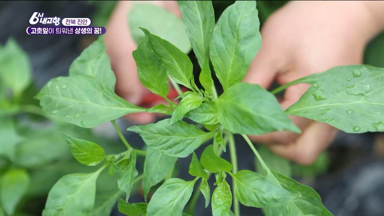 6시내고향 누리집 진안 고춧잎
