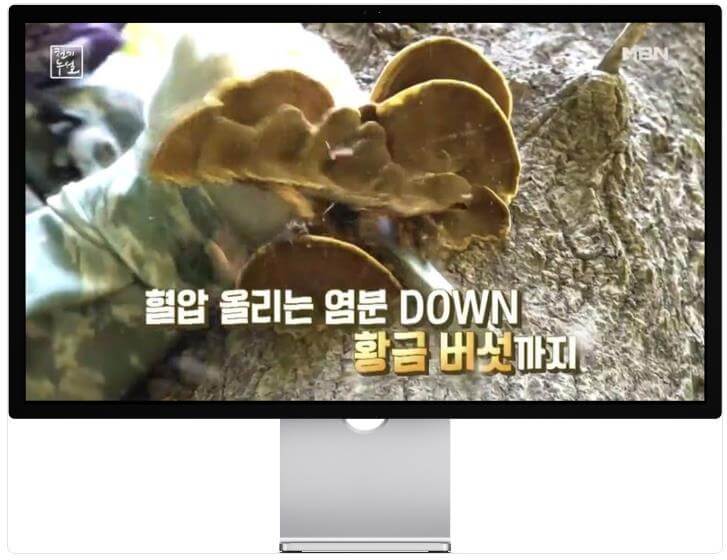 천기누설 황금버섯 은사시 상황버섯