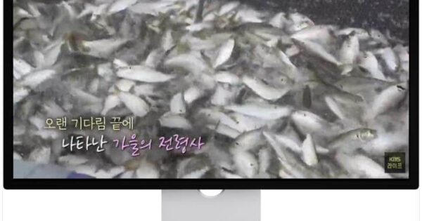 6시내고향 서천 전어로 유명해진 그곳! 홍원항 현지인 추천 맛집 3 6시내고향 누리집 서천특화시장 임시상설시장 전어
