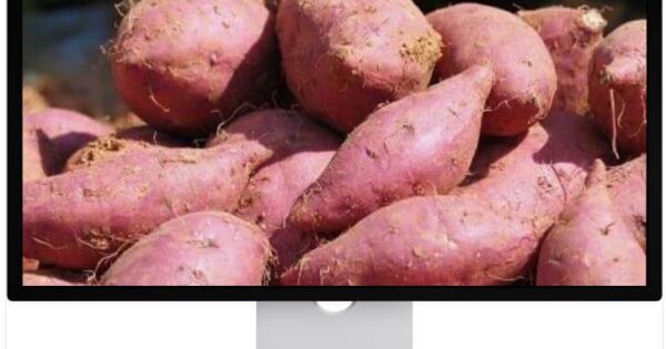6시내고향 해남 고구마 바다가 키운 달콤함의 비밀 5 6시내고향 누리집 홍보장사 해남 밤고구마
