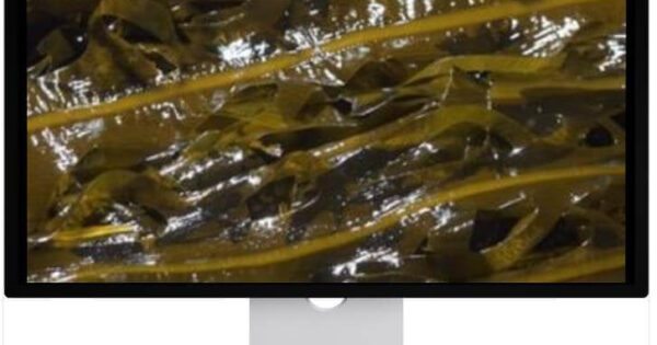 천기누설 독거도 돌미역, 의사들도 인정한 장건강 슈퍼푸드 4 극한직업 방송된 청등도 자연산 돌미역