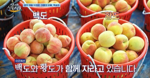 6시내고향 영덕 산골부부 복숭아 청정 영덕 산골에서 만난 자연의 선물 3 언니네 산지직송 영덕 복숭아