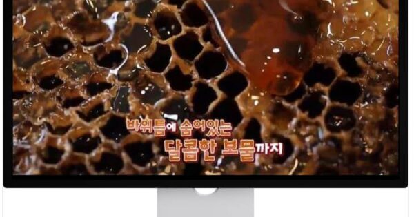 적송솔잎의 모든 것 솔잎농축액으로 혈당관리와 면역력 강화하는 방법 7 천기누설 석청