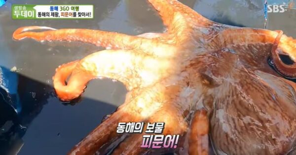 6시내고향 영해만세시장 피문어 완전 정복! 가격부터 택배 주문까지 한 번에 해결 3 생방송투데이 동해 피문어