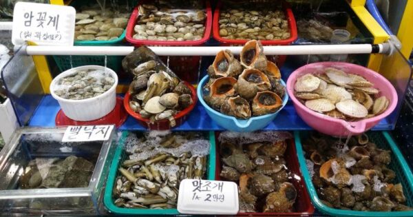 6시내고향 화성 피뿔고둥 맛집 대공개! 궁평항에서 만나는 신선한 해산물 4 6시내고향 궁평항해오름수산시장 참소라