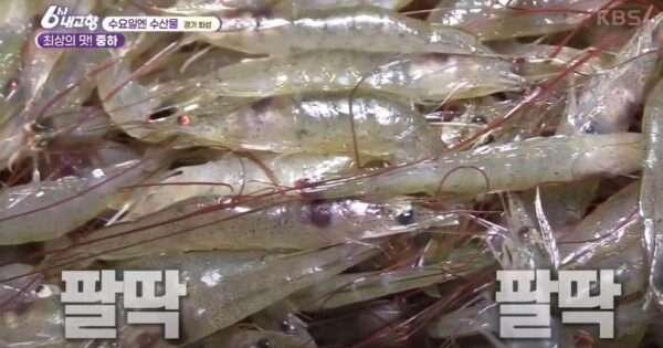 6시내고향 궁평항해오름시장 낙지6시내고향 궁평항해오름시장 낙지 택배 가능! 어르신들이 줄 서는 서해안 청정 해역의 보물 5 6시내고향 화성 중하새우