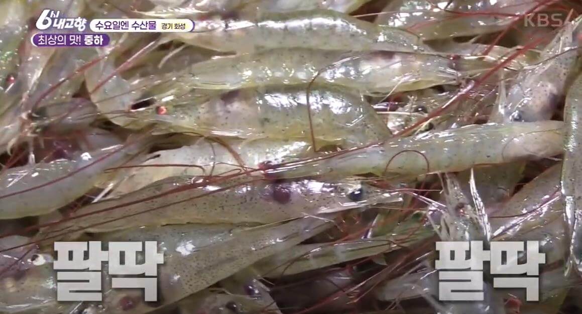 6시내고향 화성 중하새우