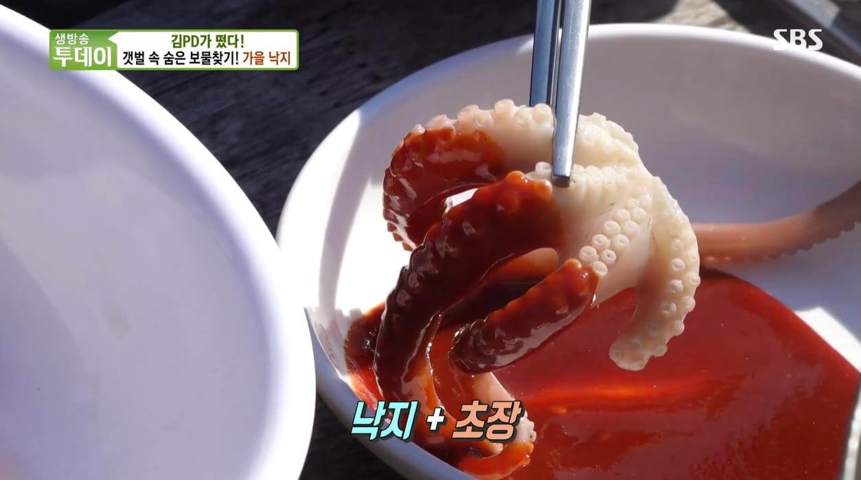 생방송투데이 김피디가 떴다 가을낙지