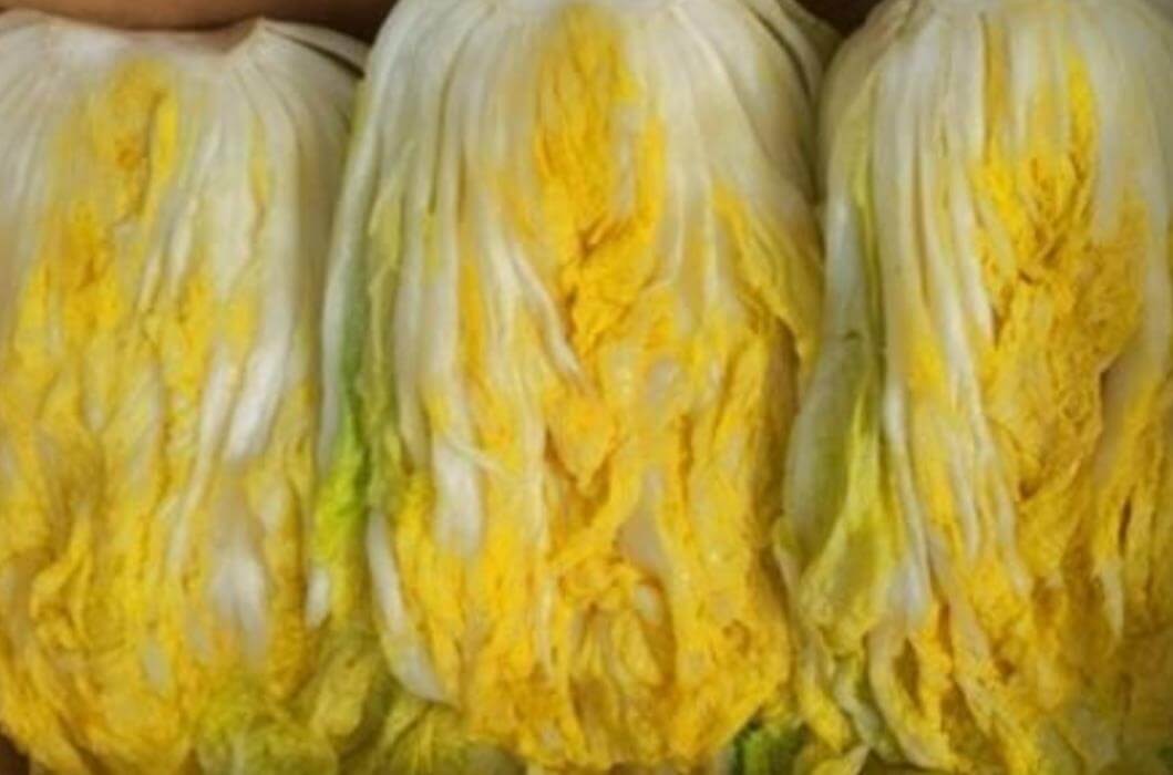 생생정보 나나랜드 배추부부의 해남 절임배추