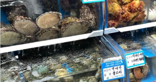 6시내고향 화성 피뿔고둥 맛집 대공개! 궁평항에서 만나는 신선한 해산물 3 6시내고향 여수수산시장 자연산 전복