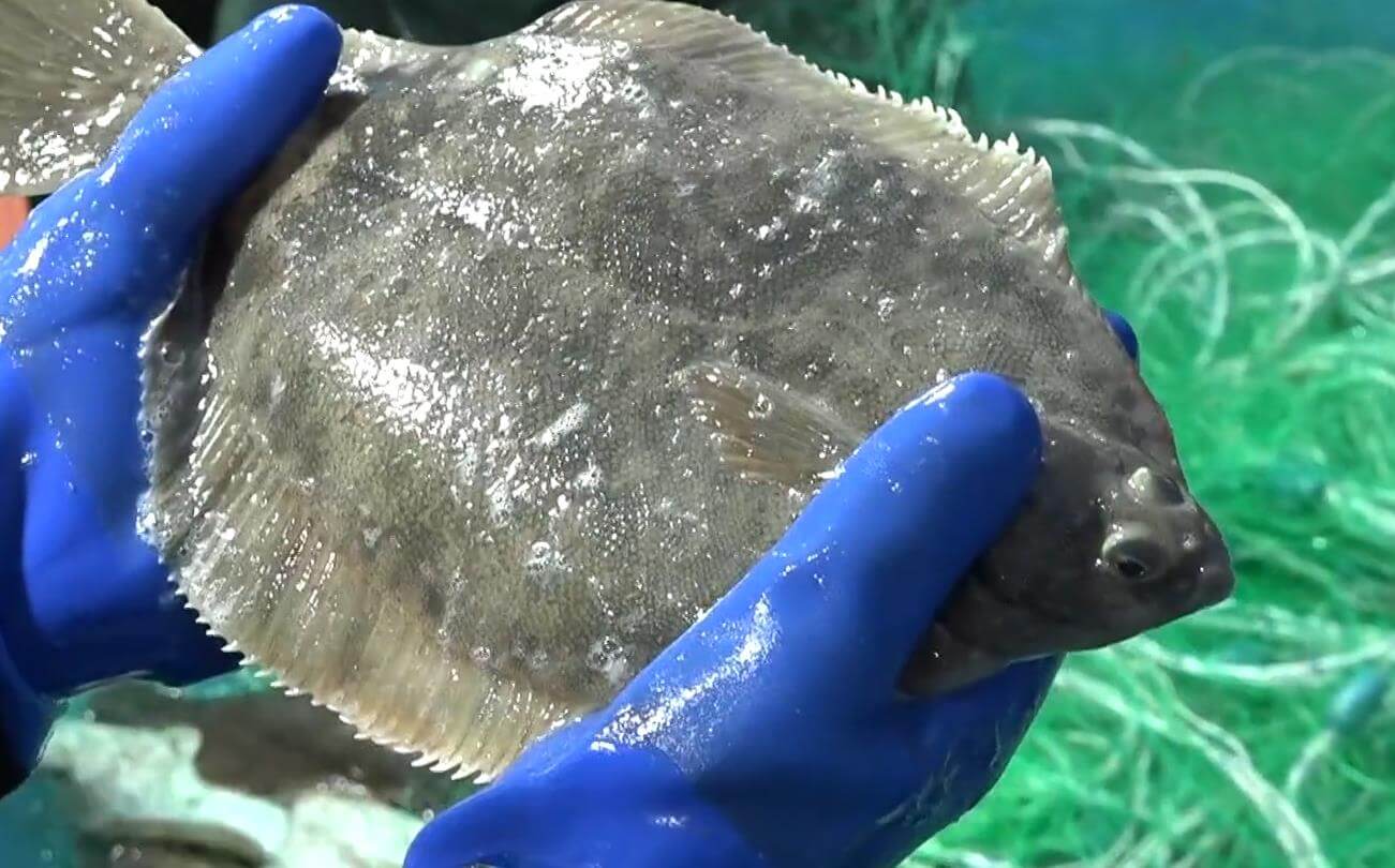 방금 잡아올린 6시내고향 대천항수산시장 도다리