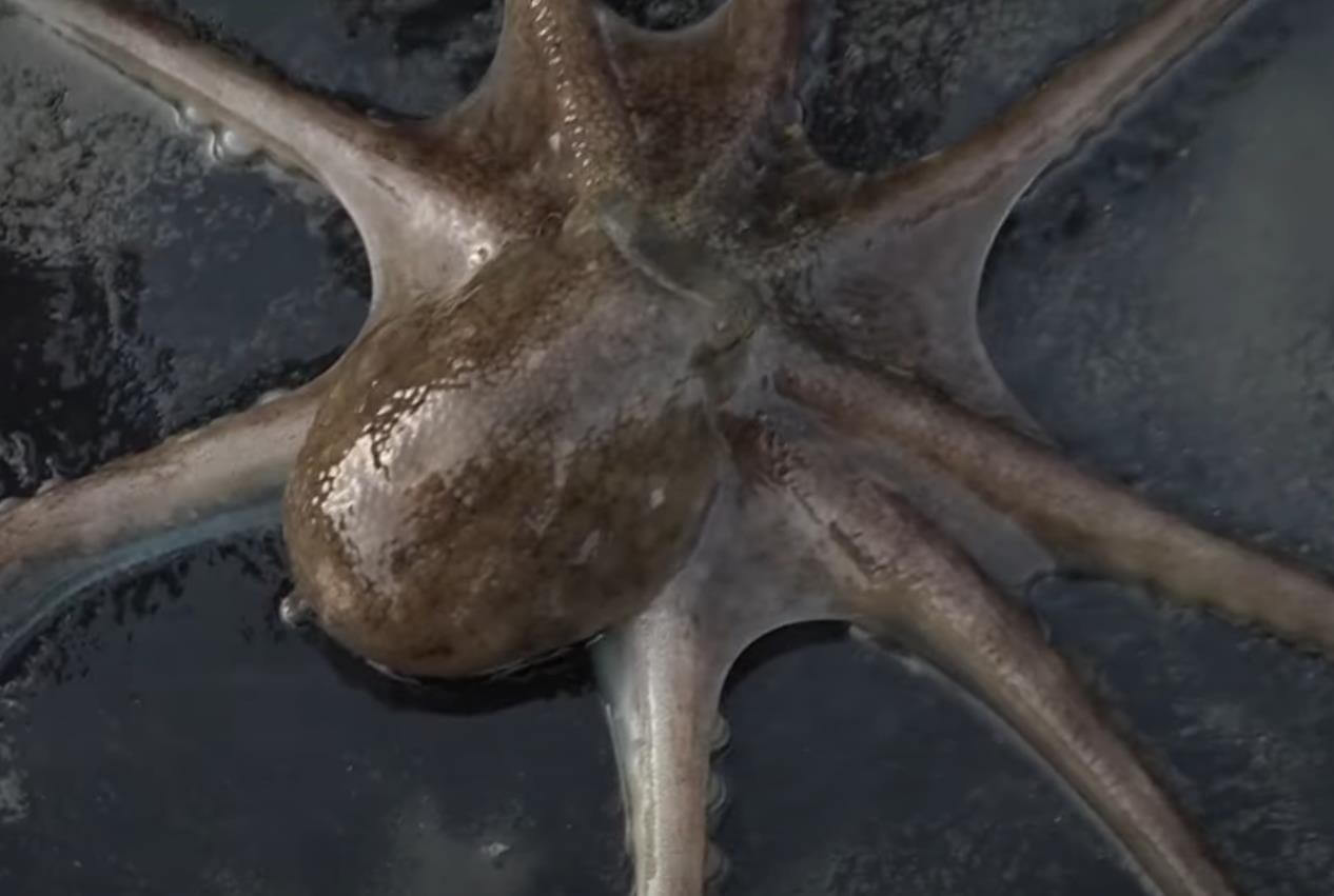 금방 잡은 6시내고향 대천항수산시장 쭈꾸미