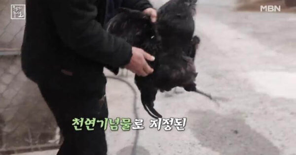 적송솔잎의 모든 것 솔잎농축액으로 혈당관리와 면역력 강화하는 방법 5 푸드득 거리는 천기누설 오계