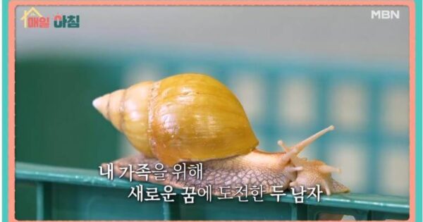 6시내고향 보성 쌍화차 맛집 행운다방! 쌍화탕처럼 진한 옛날 맛의 향수 4 매일아침 달팽이진액의 원료인 달팽이