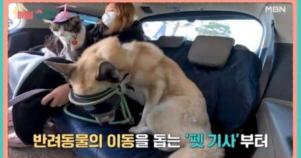 머니트리카드 신청부터 활용까지 휴대폰소액결제 모빌리언스카드 발급 가이드 7 매일아침 펫기사 반려동물 이동 중