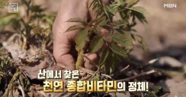 적송솔잎의 모든 것 솔잎농축액으로 혈당관리와 면역력 강화하는 방법 4 산에서 재배중인 천기누설 눈개승마