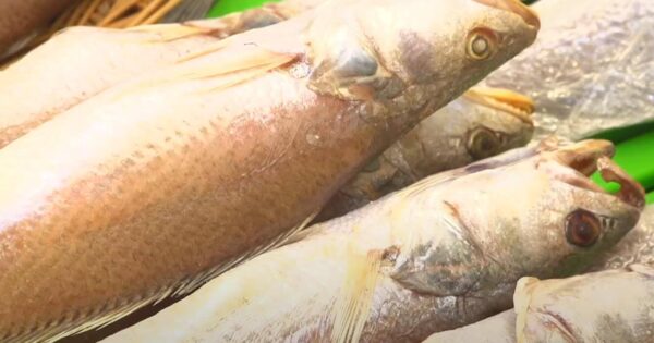 6시내고향 궁평항해오름수산시장 갑오징어회 택배 가능! 어르신들이 줄 서는 통통한 달큰함의 보물 4 6시내고향 궁평항해오름수산시장 반건조생선 간장게장 민어