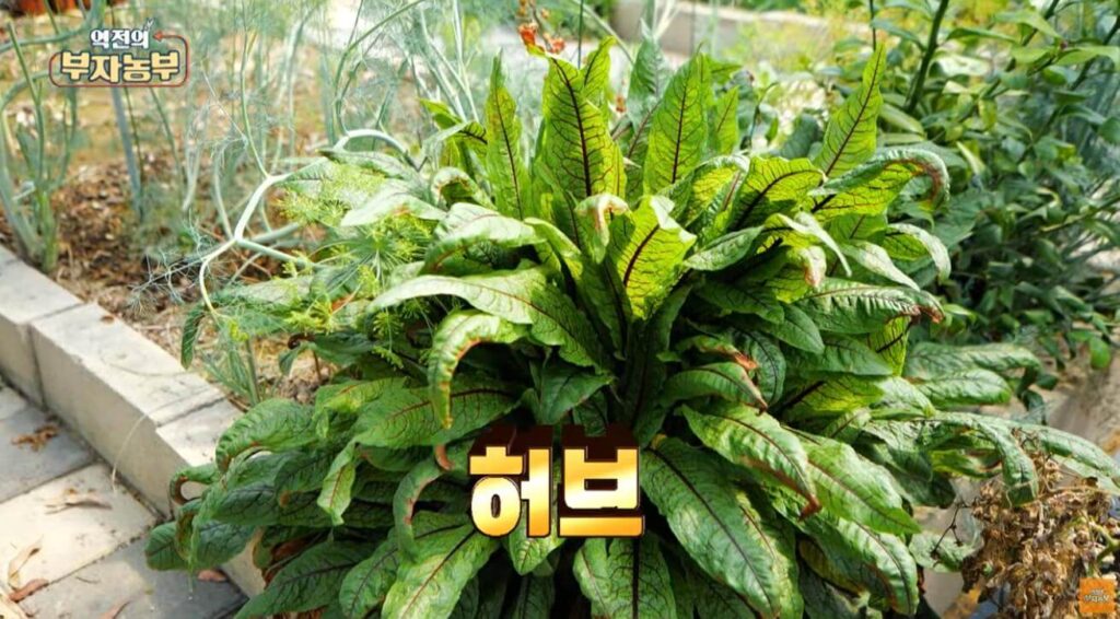 역전의 부자농부 허브부자농부 허브로 연매출 5억 달성한 이정환의 농업 혁명 스토리 2 역전의 부자농부 허브부자농부