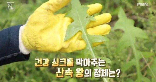 천기누설 코끼리마늘 효능 총정리! 90세 어머니가 증명한 장수의 비밀 3 천기누설 왕고들빼기 썸네일