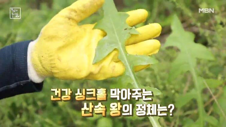천기누설 왕고들빼기 건강싱크홀을 메우는 산속 왕의 놀라운 항산화 효능 2 천기누설 왕고들빼기