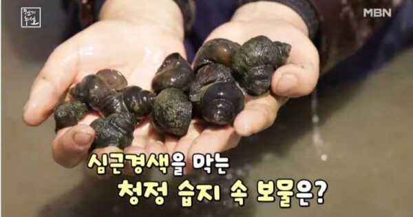 천기누설 왕고들빼기 건강싱크홀을 메우는 산속 왕의 놀라운 항산화 효능 3 천기누설 우렁이 썸네일