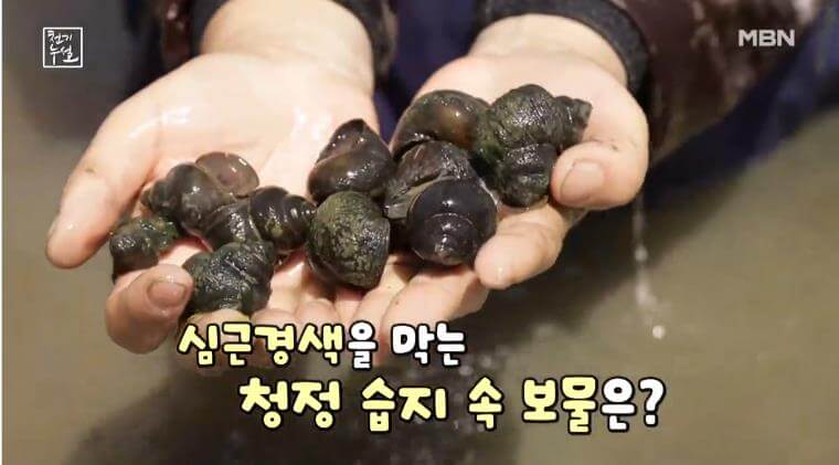 천기누설 우렁이 청정습지 속 보물로 심근경색 예방하는 놀라운 건강 효능 2 천기누설 우렁이