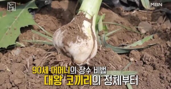 천기누설 대마종자유 영국 빅토리아여왕 장수비결 완전 공개! 81세 장수의 비밀 3 천기누설 코끼리마늘 썸네일