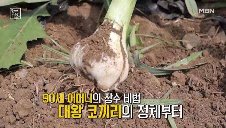 천기누설 코끼리마늘 효능 총정리! 90세 어머니가 증명한 장수의 비밀 2 천기누설 코끼리마늘